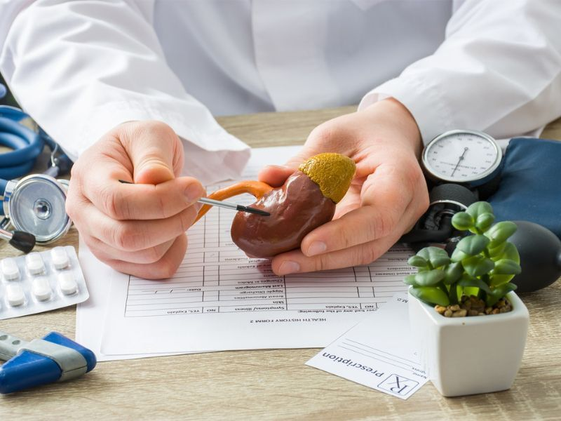 A doctor points to a plastic kidney