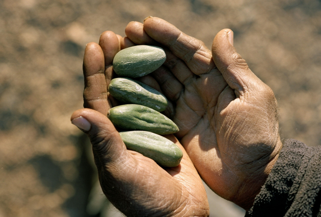 Hands holding large green seeds